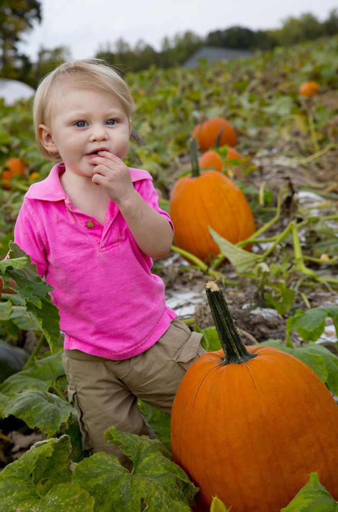 Rudd Farm Pumpkins
